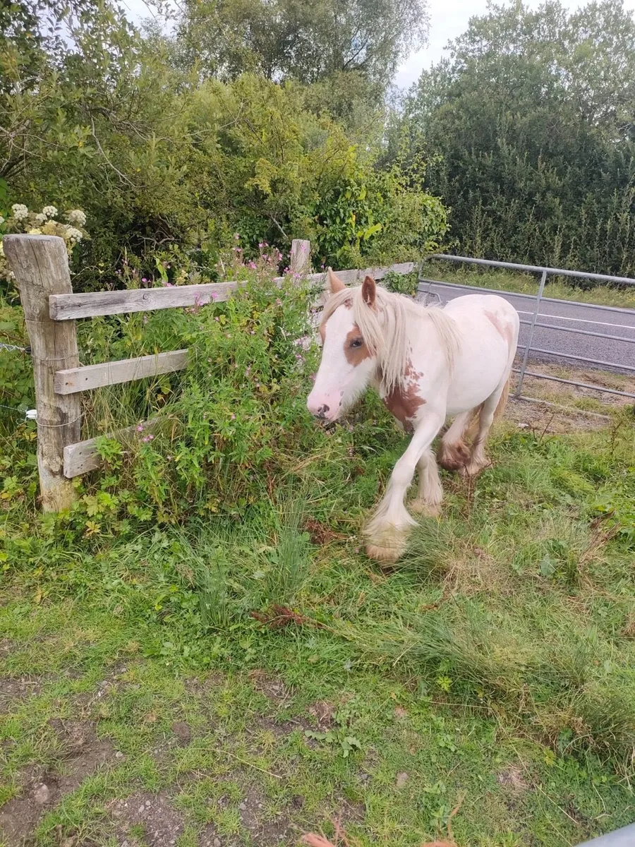 Heavy cob filly’s - Image 3