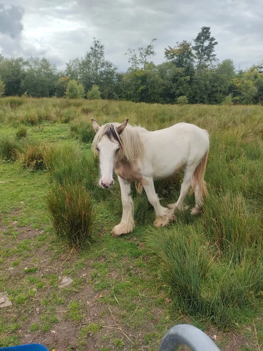 Heavy cob filly’s - Image 4