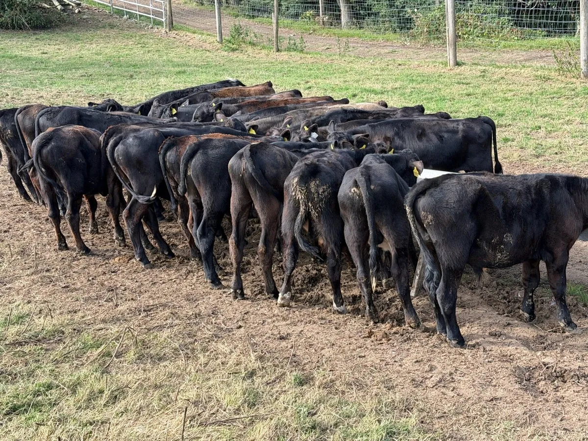 Aberdeen Angus Weanling Bulls - Image 2