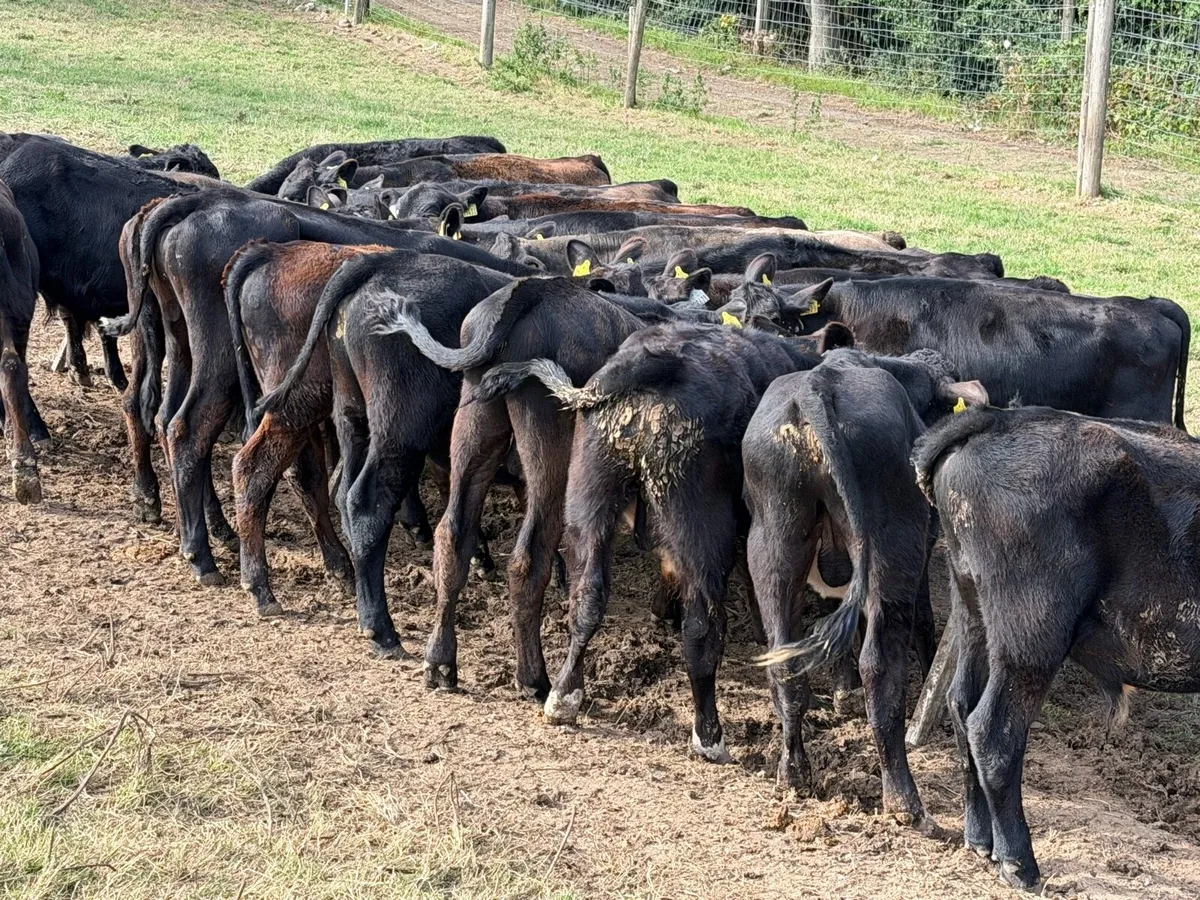 Aberdeen Angus Weanling Bulls - Image 3