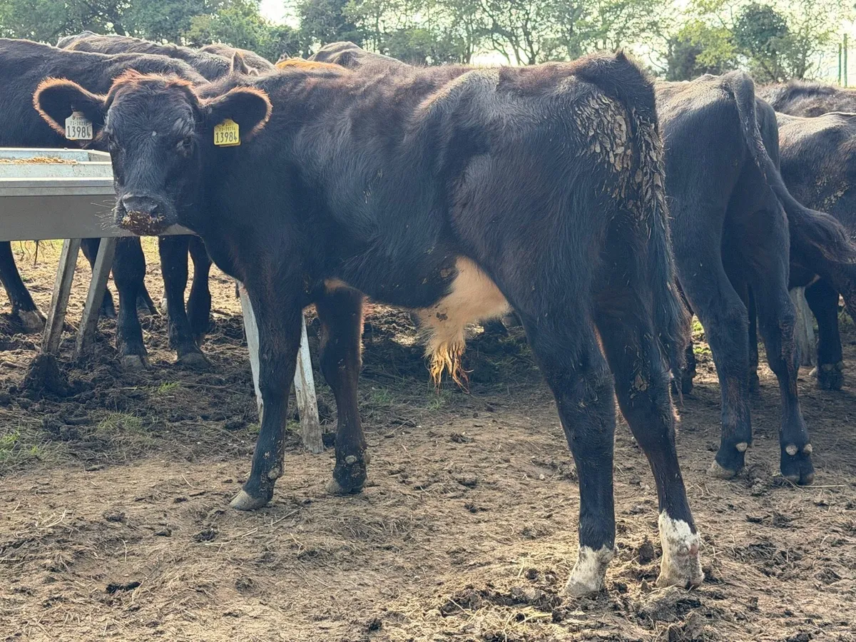Aberdeen Angus Weanling Bulls - Image 4