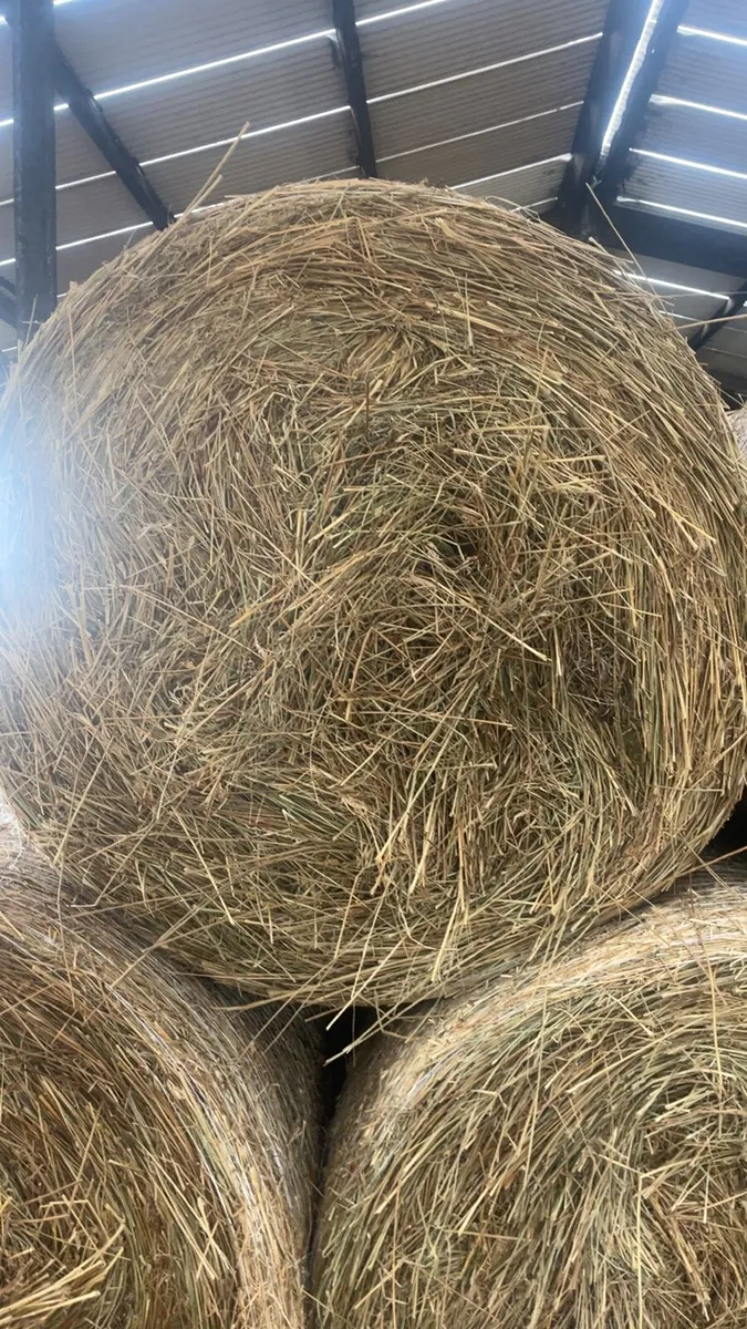Bales of rushes - Image 2