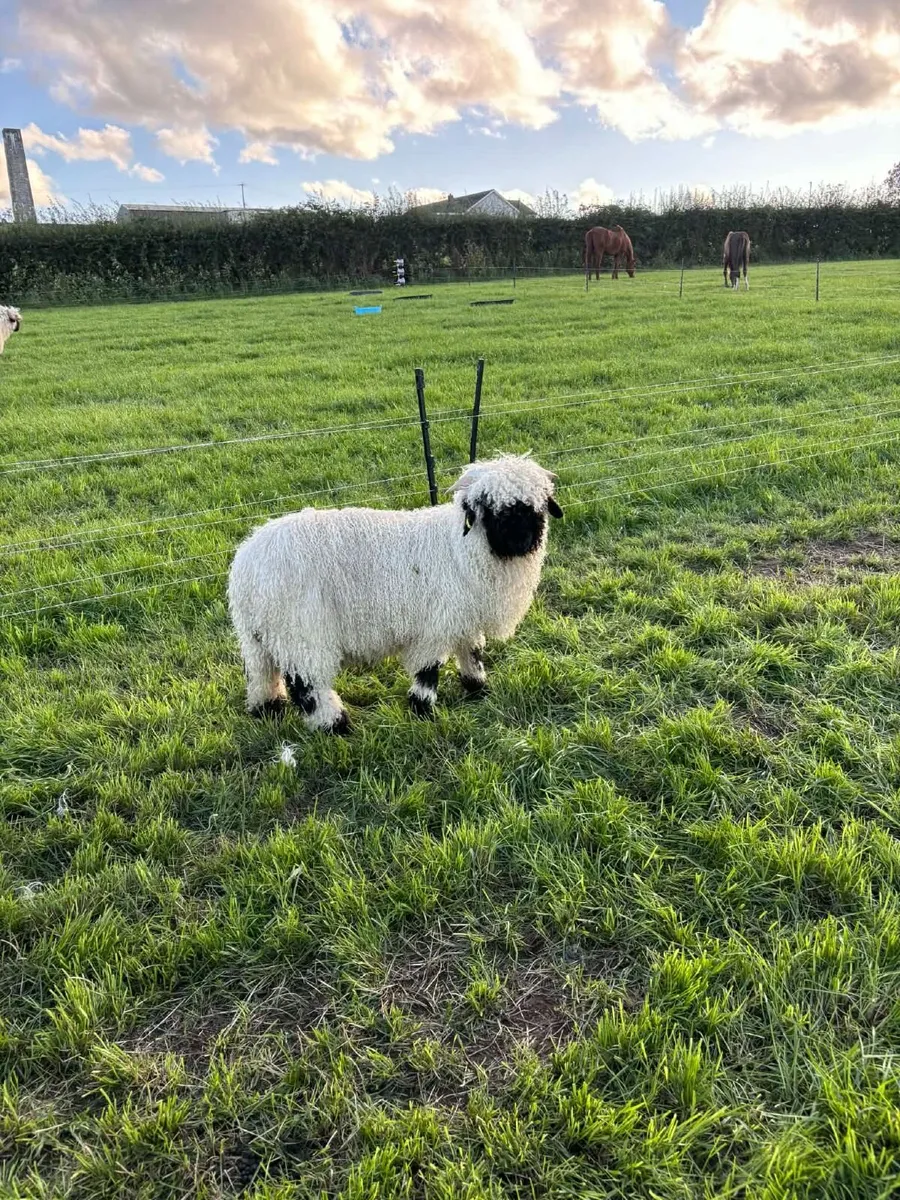 Valais Blacknose Ram lambs - Image 3