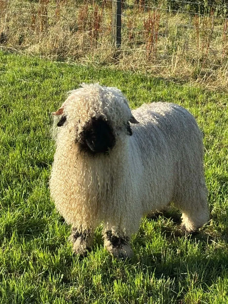 Valais Blacknose Ram lambs - Image 4