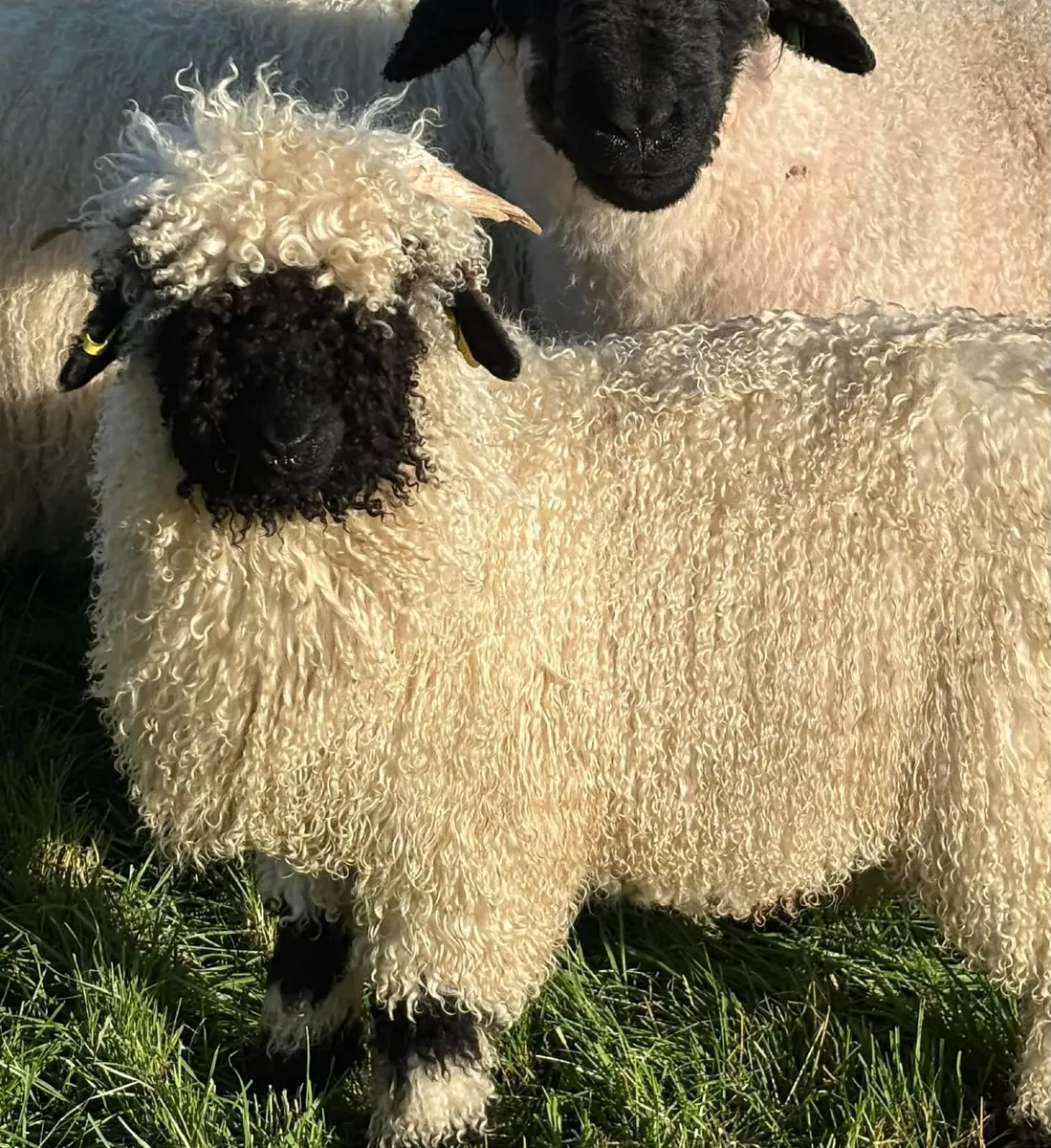 Valais Blacknose Ram lambs - Image 1