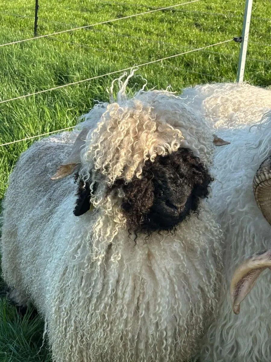 Valais Blacknose Ram lambs - Image 2