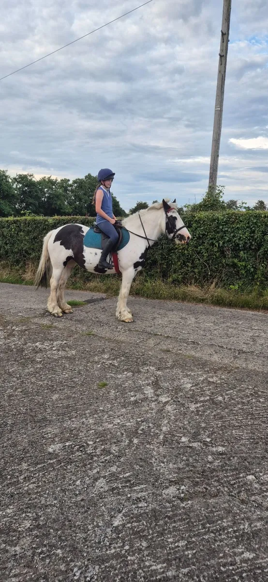 14.2 Black and White Mare Cob - Image 3