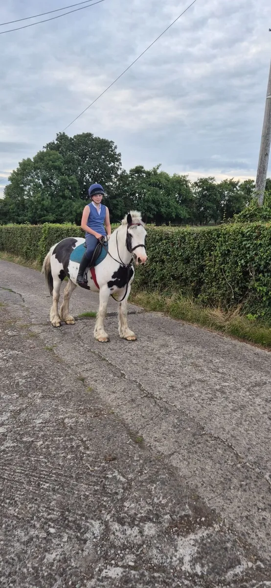 14.2 Black and White Mare Cob - Image 1