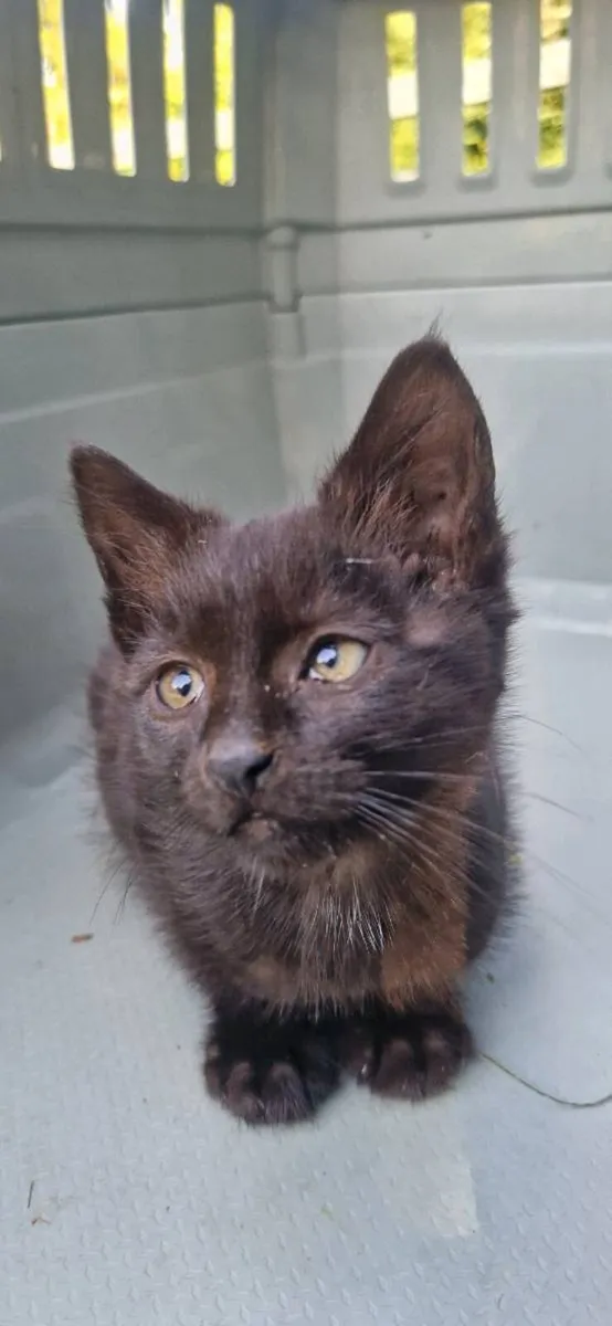Kittens - Image 1