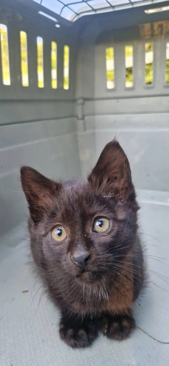 Kittens - Image 2