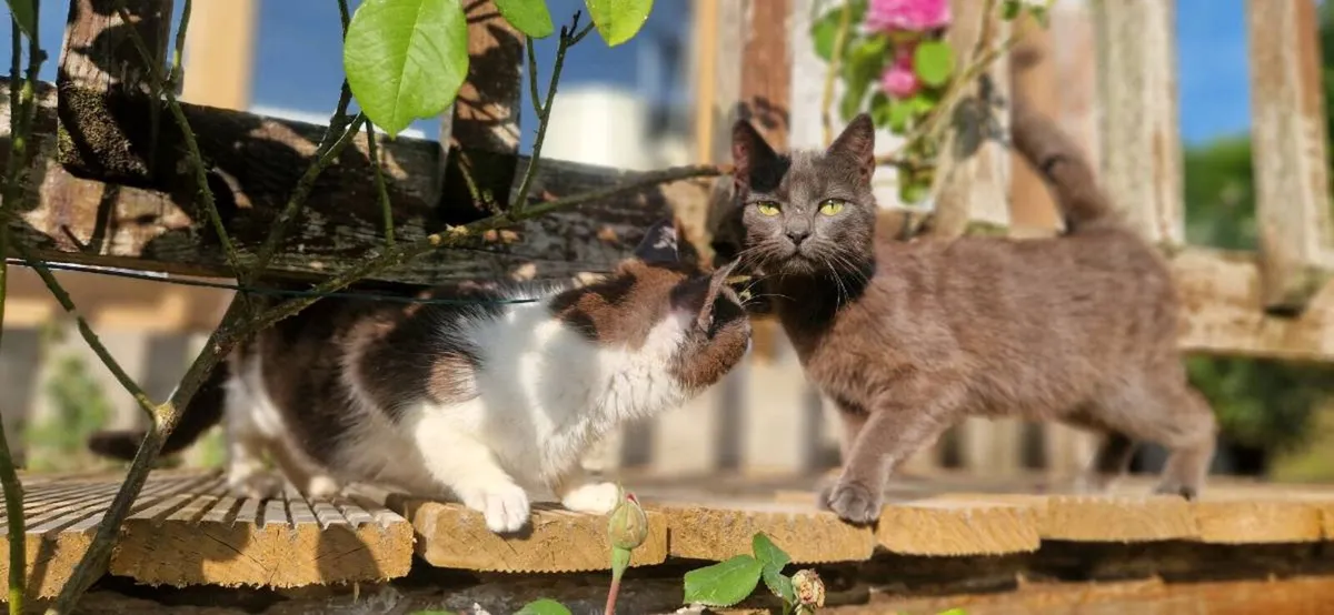 Kittens - Image 4