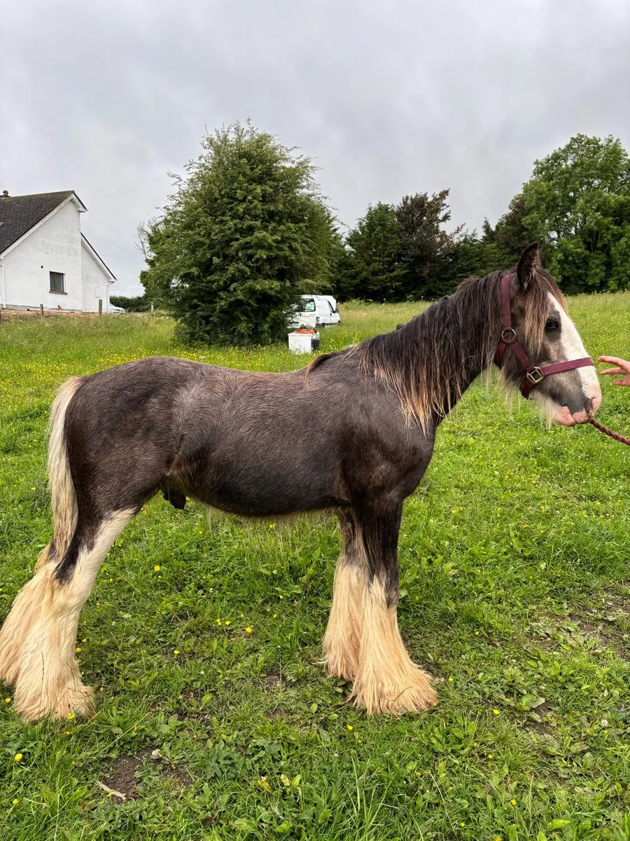 Colt foal to make 15hh - Image 4