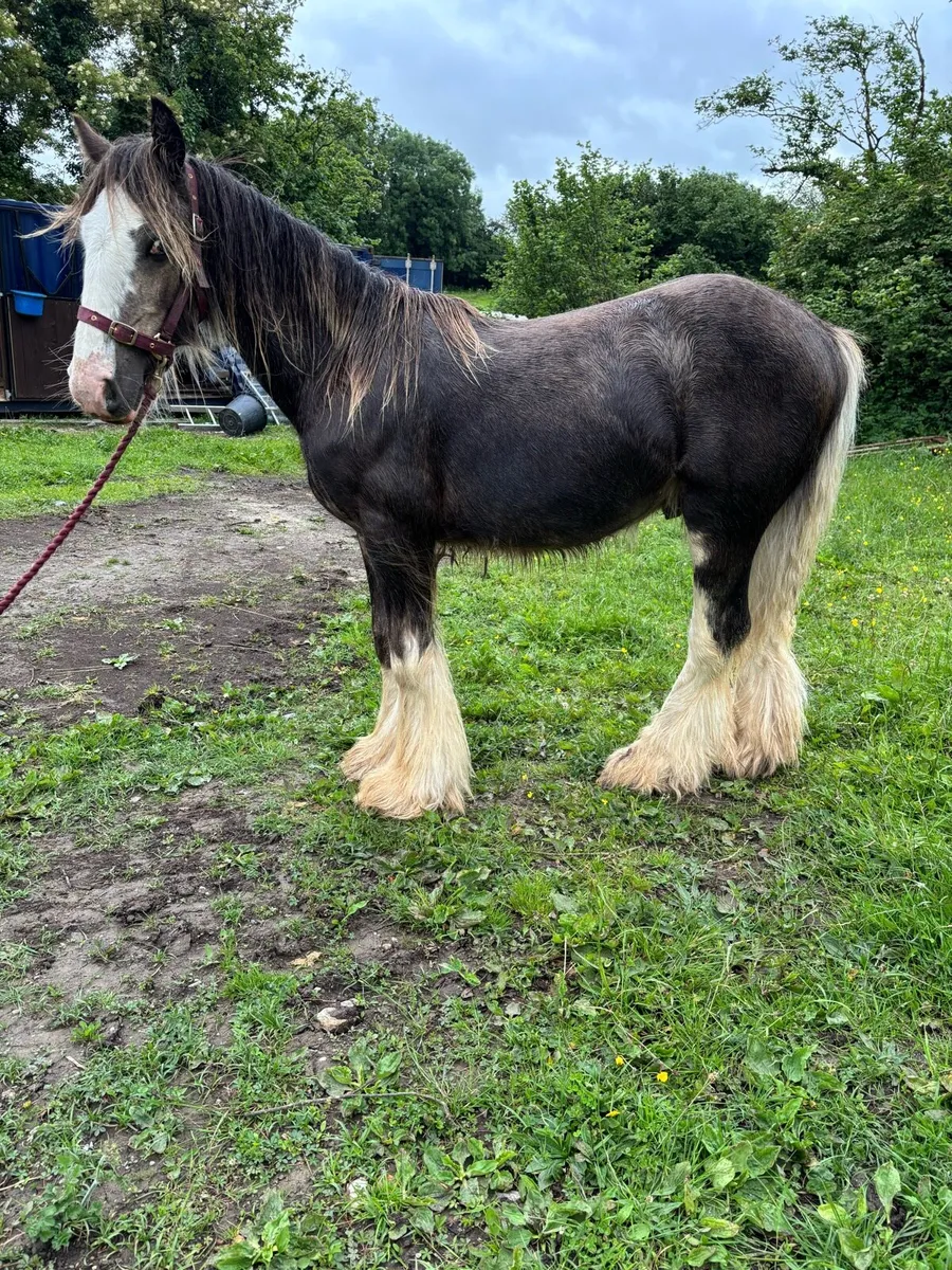 Colt foal to make 15hh - Image 1