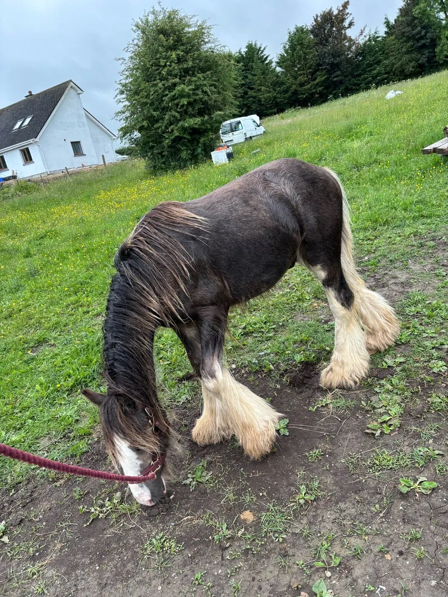Colt foal to make 15hh - Image 2