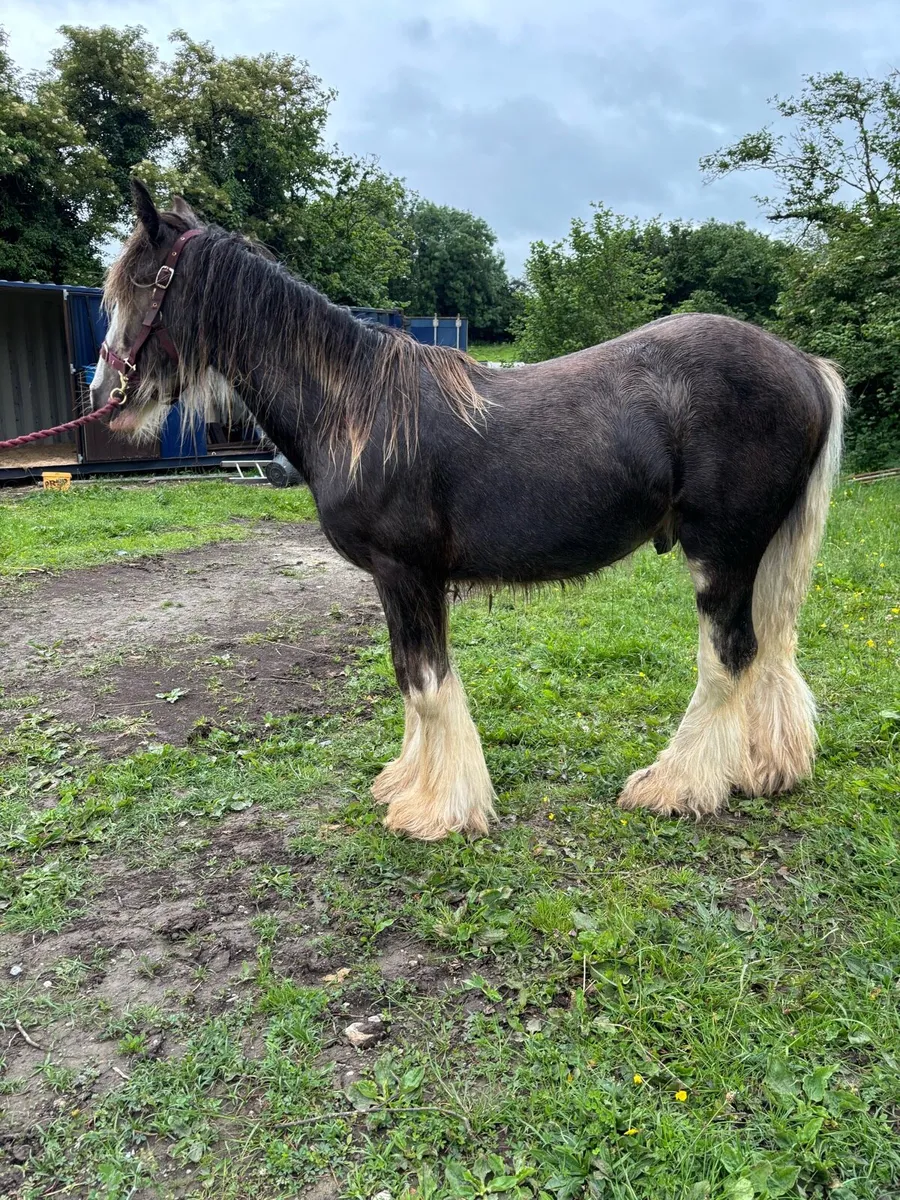 Colt foal to make 15hh - Image 3