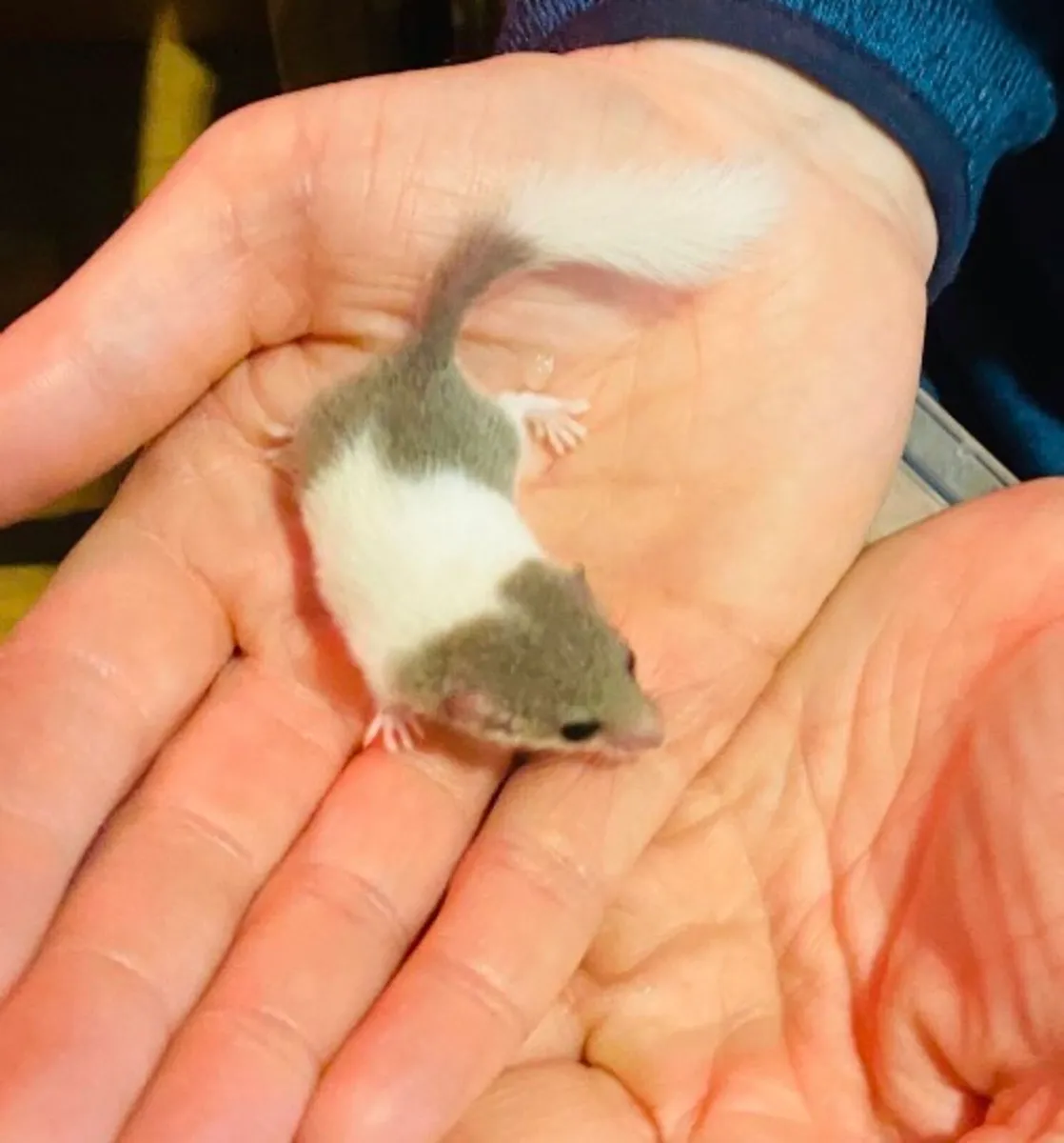 Doormice