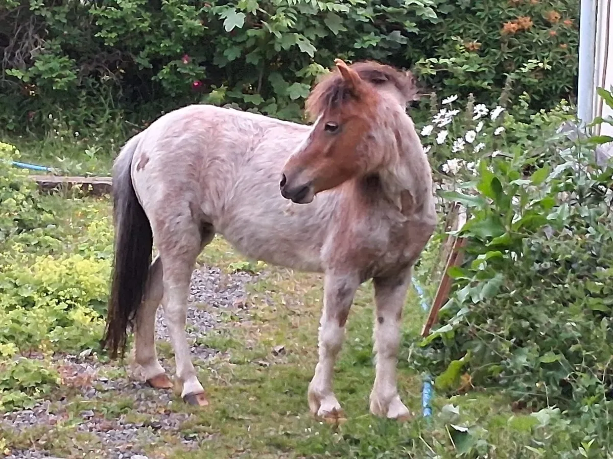 Gorgeous small ponies - Image 3