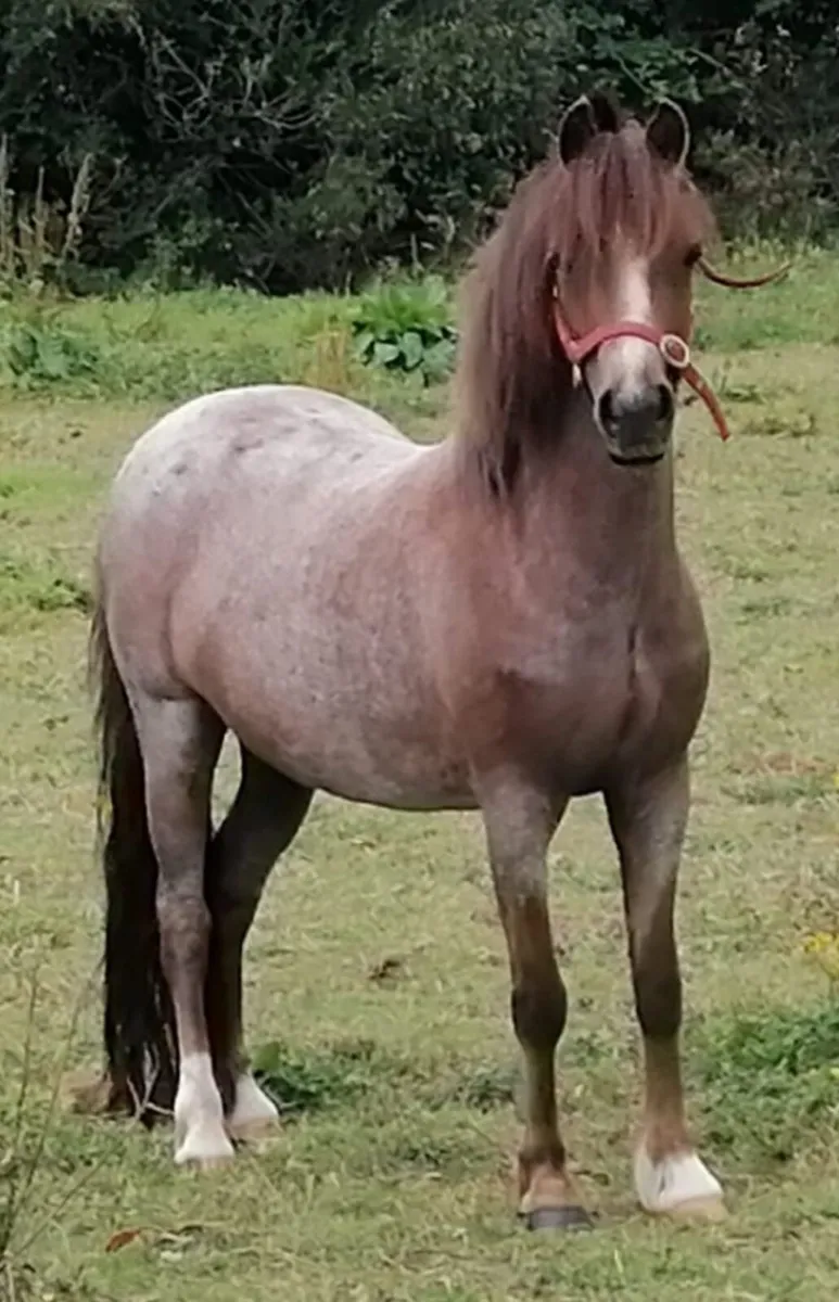 Gorgeous small ponies - Image 2
