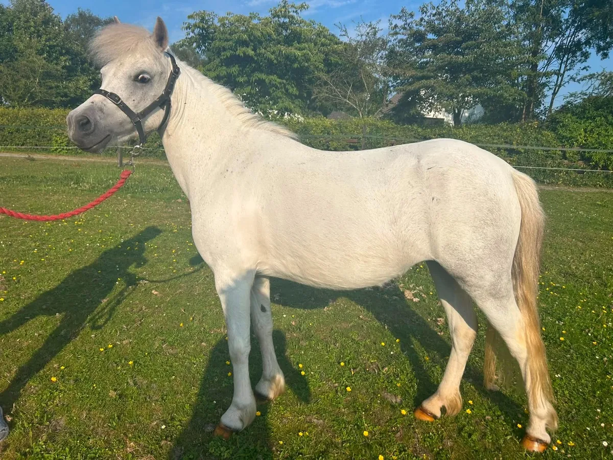 Gorgeous small ponies - Image 1