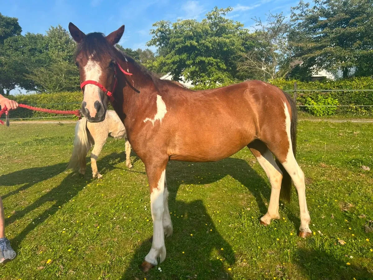 Gorgeous small ponies - Image 4