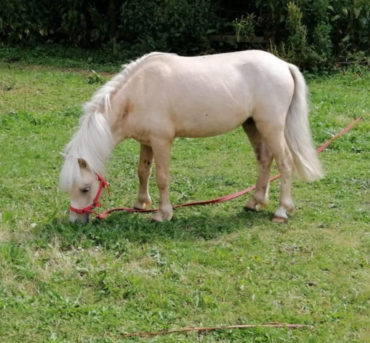 Gorgeous small ponies - Image 2