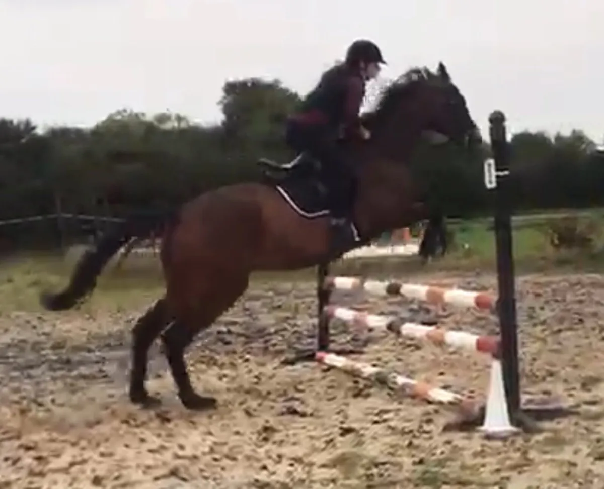 10 year old 17hh thorouhbred gelding *Champ* - Image 2