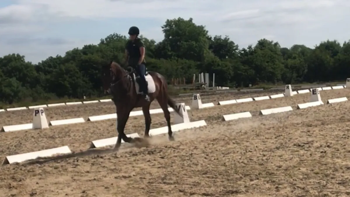 10 year old 17hh thorouhbred gelding *Champ* - Image 4