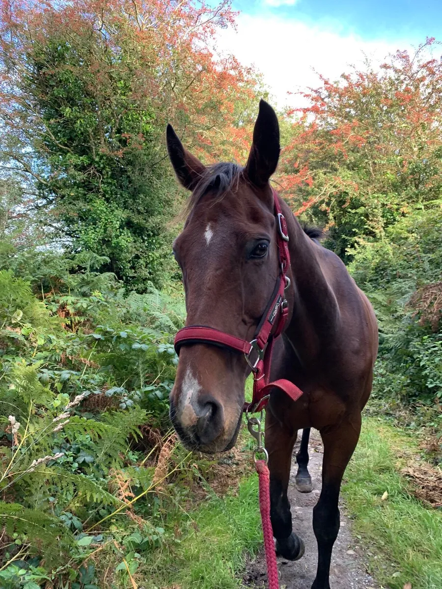 10 year old 17hh thorouhbred gelding *Champ* - Image 1