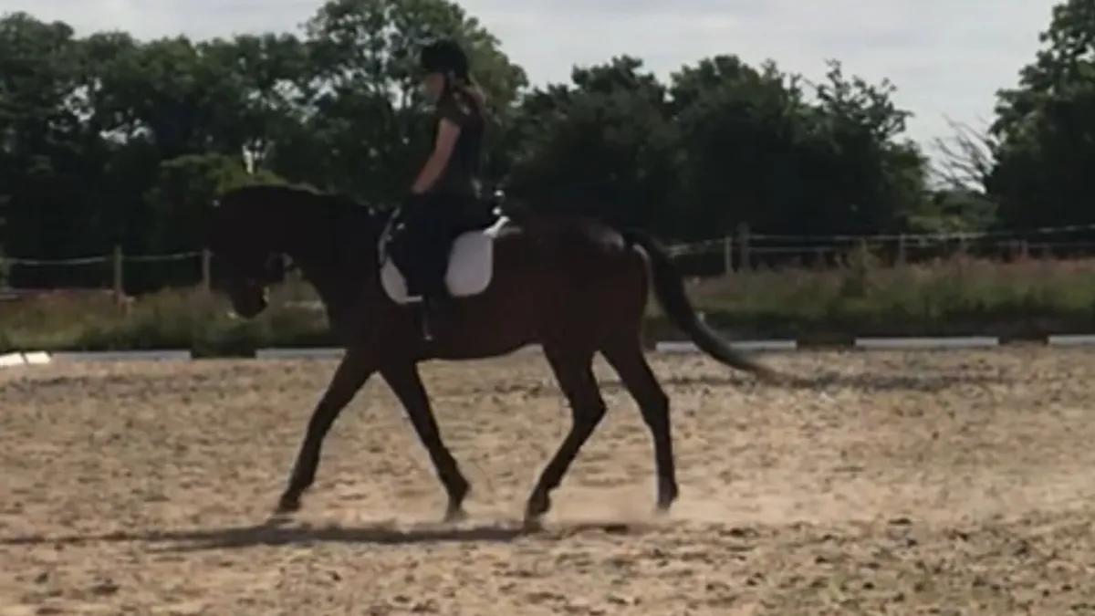10 year old 17hh thorouhbred gelding *Champ* - Image 3