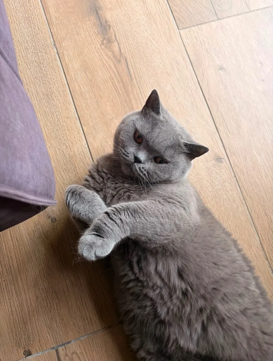 British Shorthair Cat - Image 3