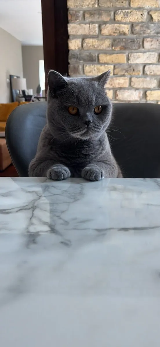 British Shorthair Cat - Image 2