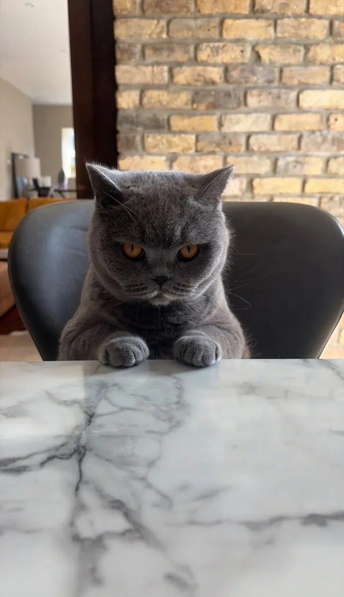 British Shorthair Cat - Image 4