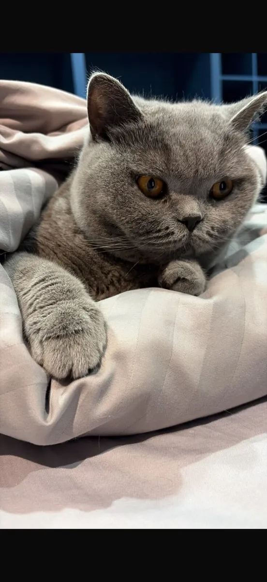British Shorthair Cat - Image 1