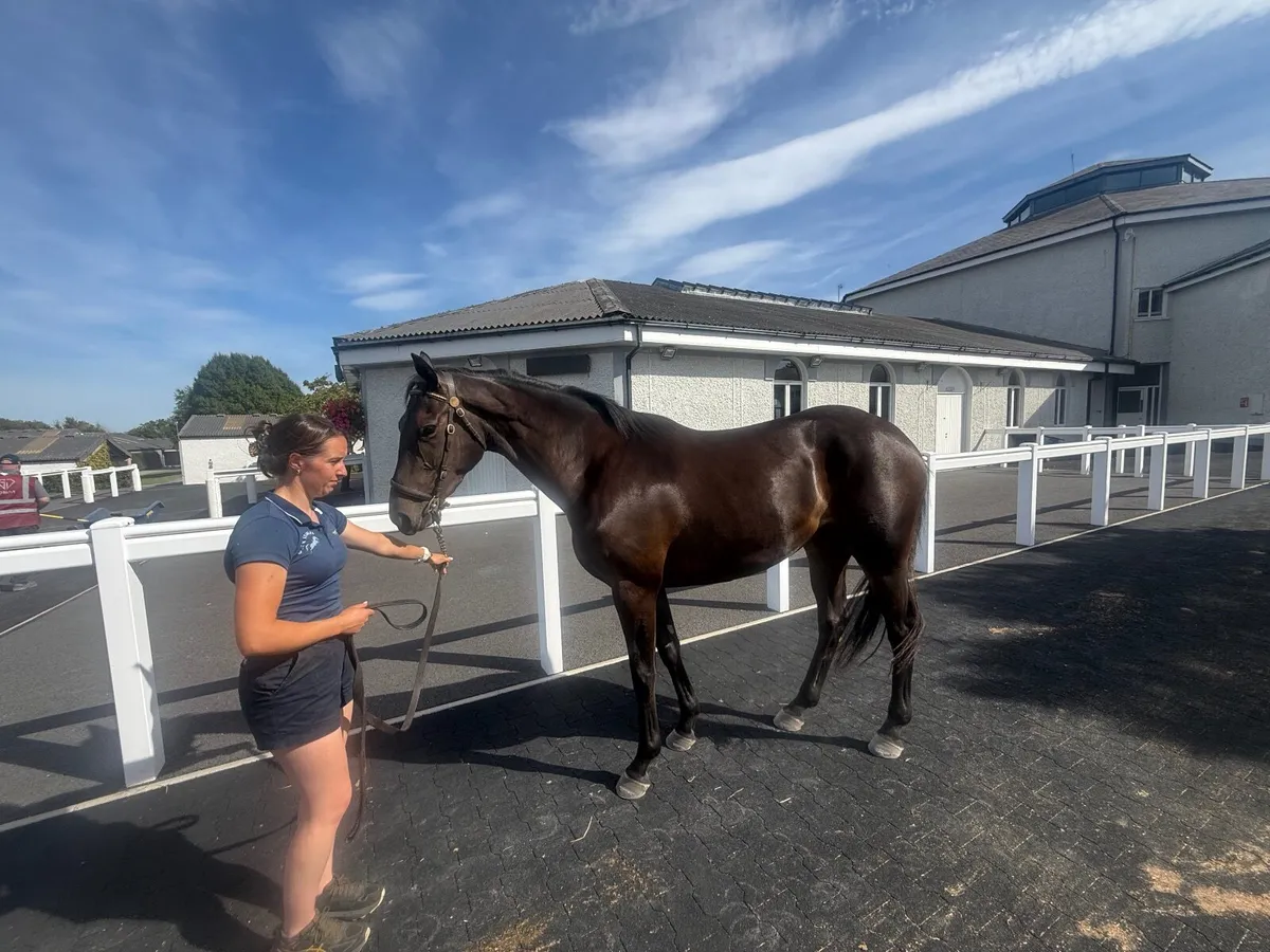 3 YO TB  Filly by Affinisea . - Image 3