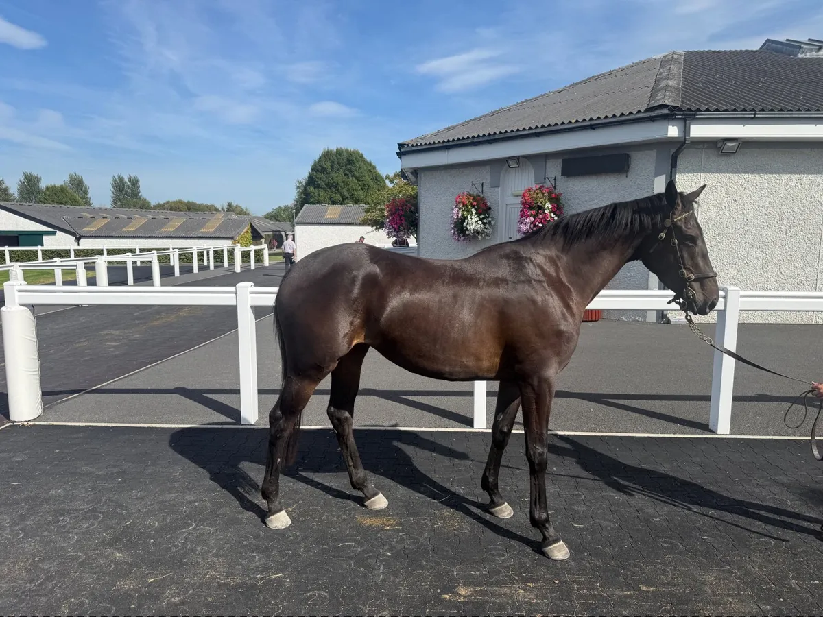 3 YO TB  Filly by Affinisea . - Image 4