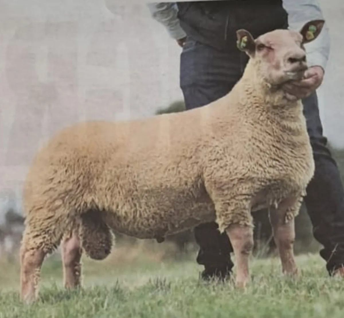 Pedigree Ram Sale - Image 1