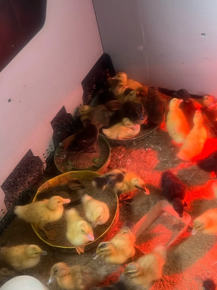 Day old Female Ducklings - Image 1