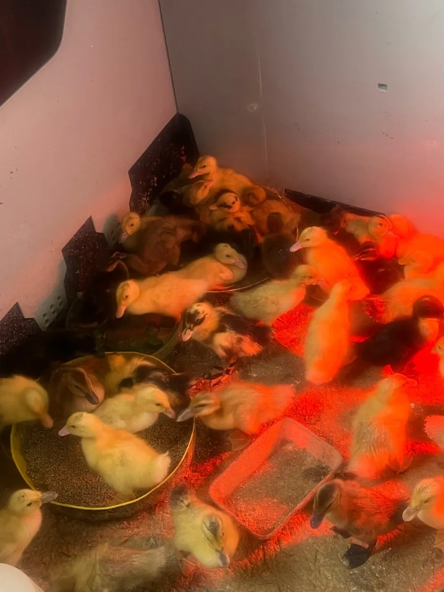 Day old Female Ducklings - Image 2