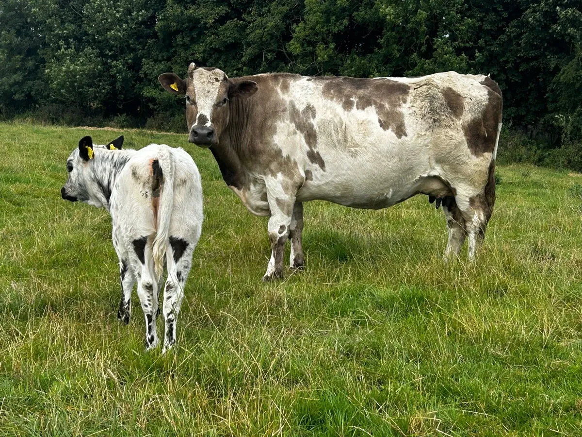 Charolais Cow & Blue Heifer Calf - Image 4