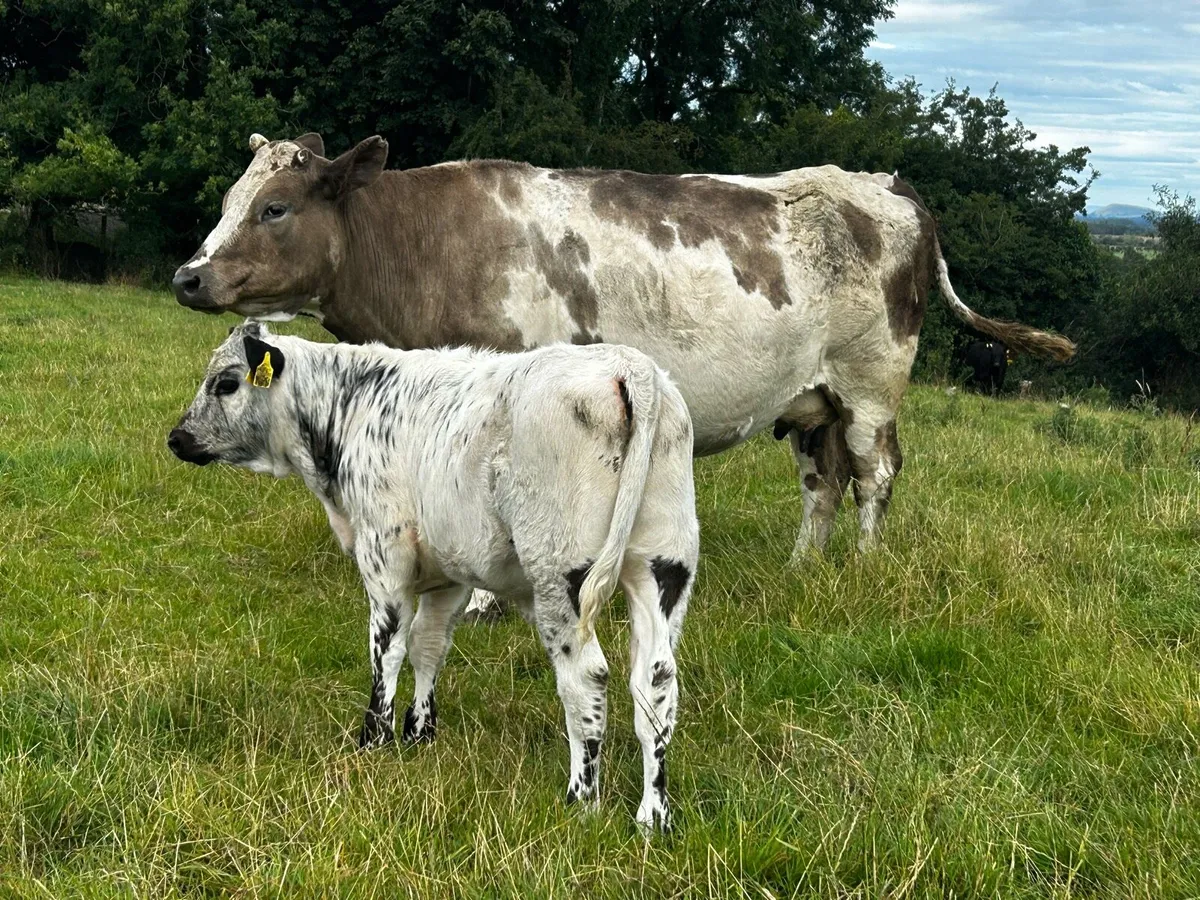 Charolais Cow & Blue Heifer Calf - Image 1
