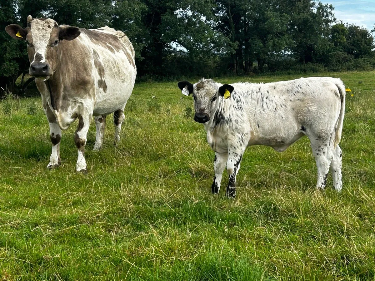 Charolais Cow & Blue Heifer Calf - Image 2
