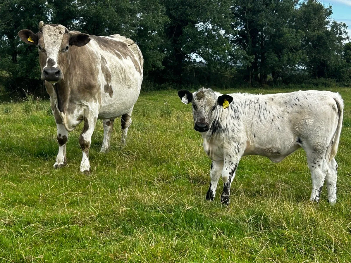 Charolais Cow & Blue Heifer Calf - Image 3
