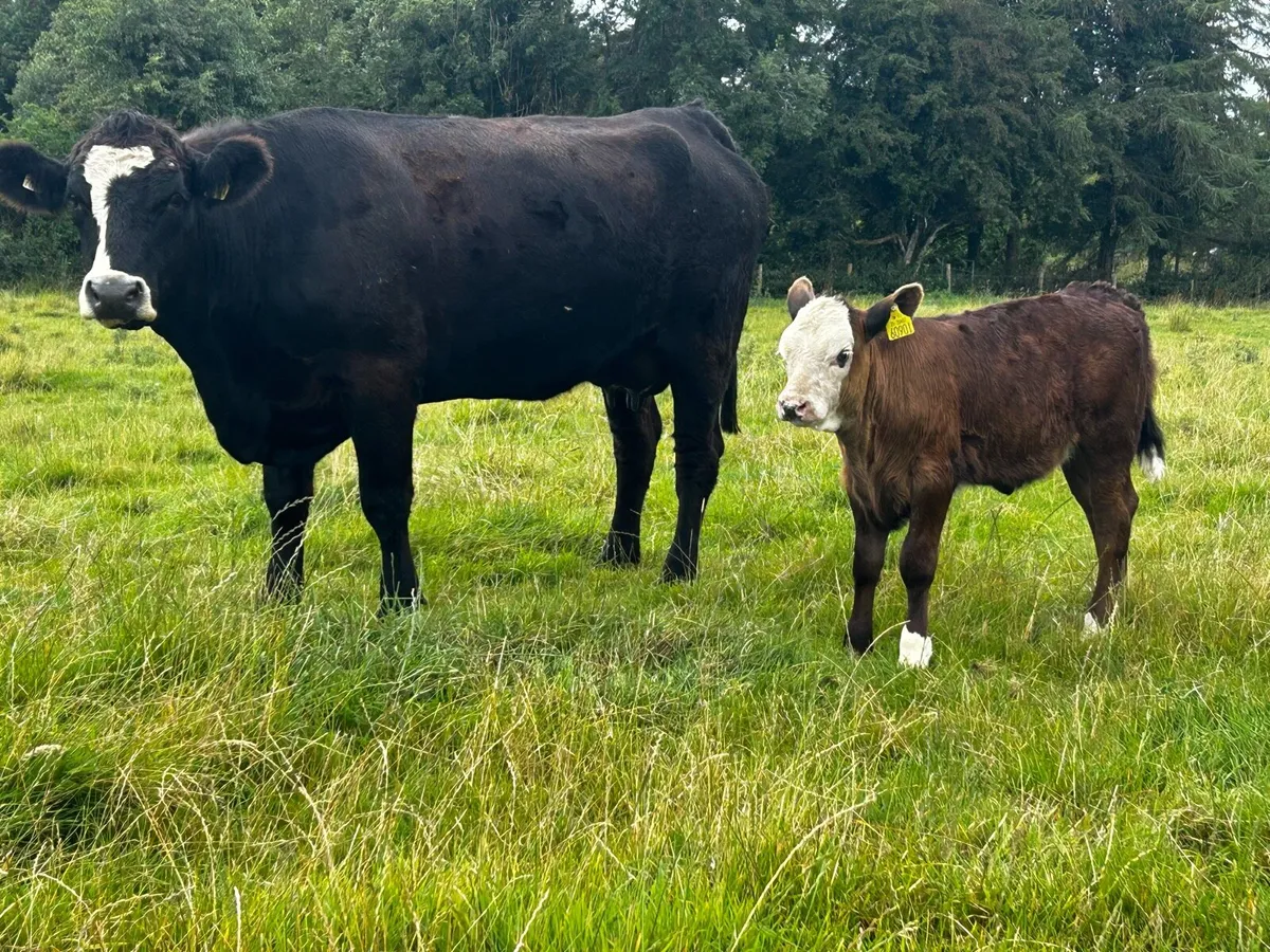 5 Star Cow & Calf - Image 1