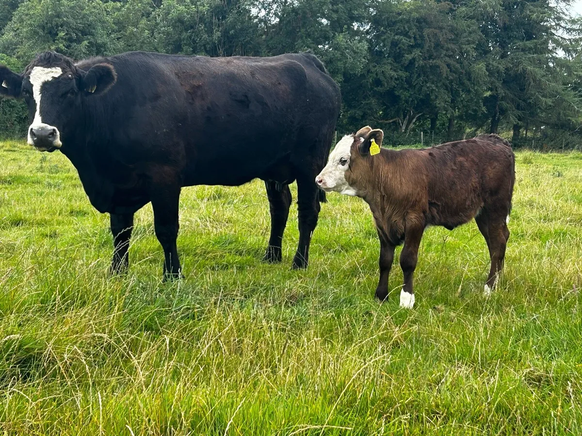5 Star Cow & Calf - Image 2
