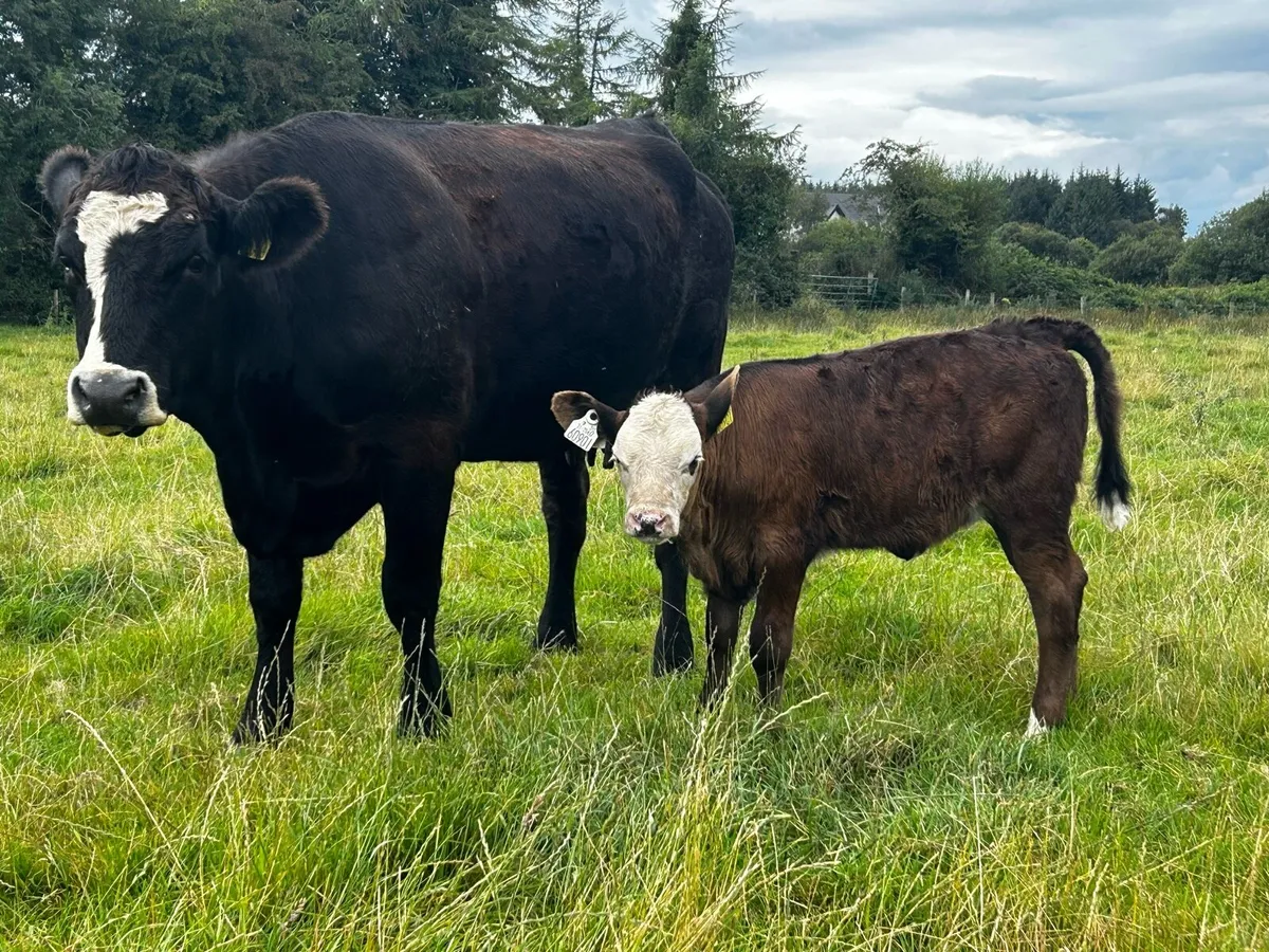 5 Star Cow & Calf - Image 3