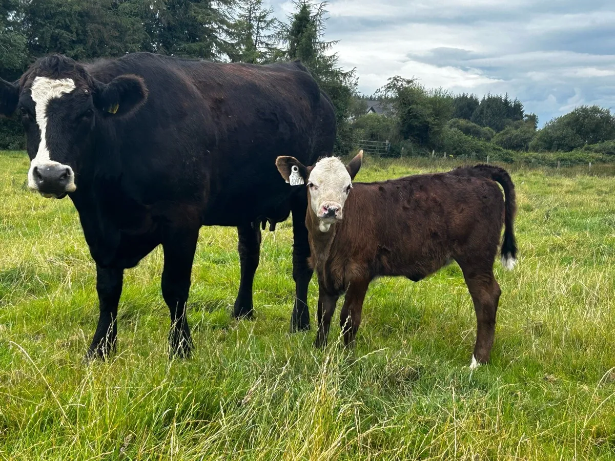 5 Star Cow & Calf - Image 4