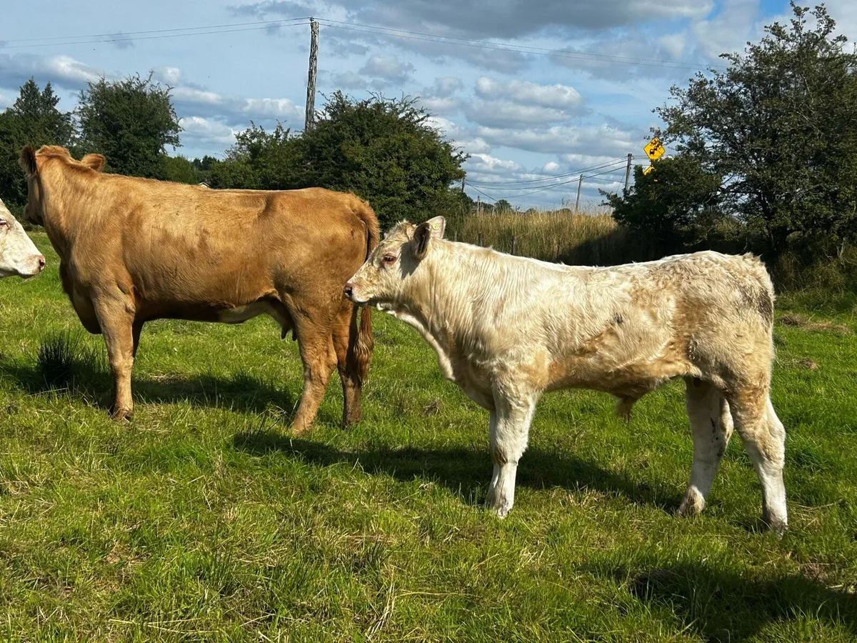 Super Charolais Cow & Calf Scanned Back In-Calf - Image 1