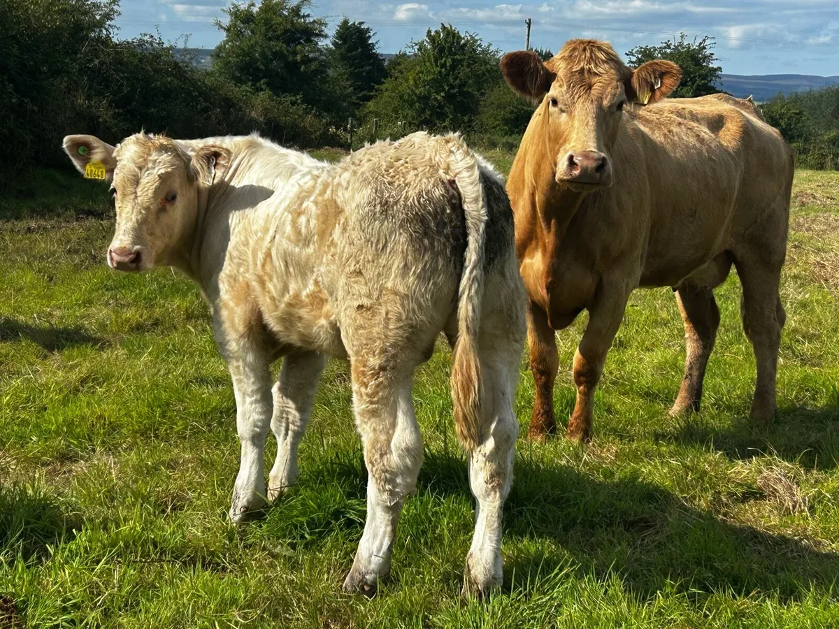 Super Charolais Cow & Calf Scanned Back In-Calf - Image 2