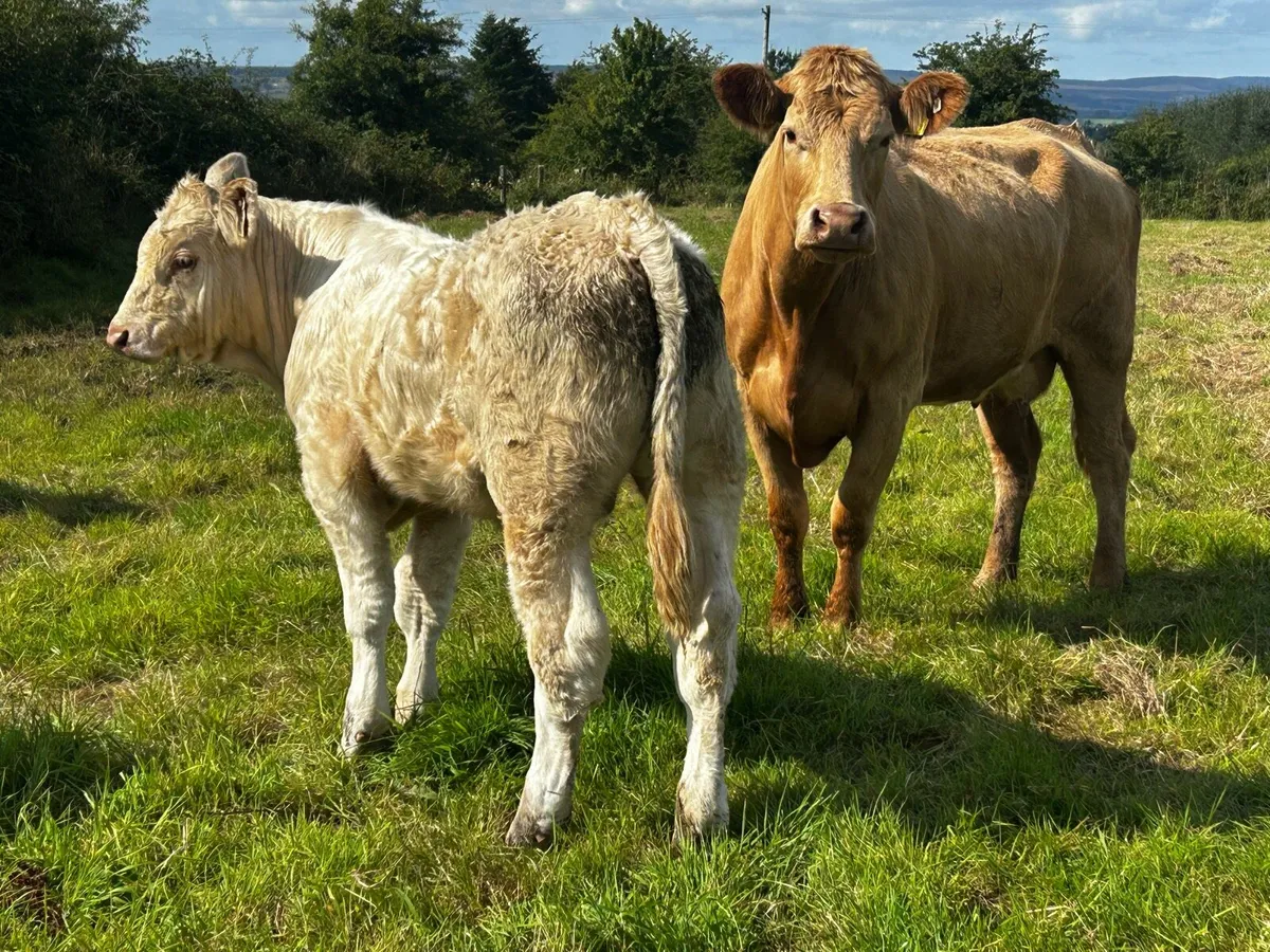 Super Charolais Cow & Calf Scanned Back In-Calf - Image 3
