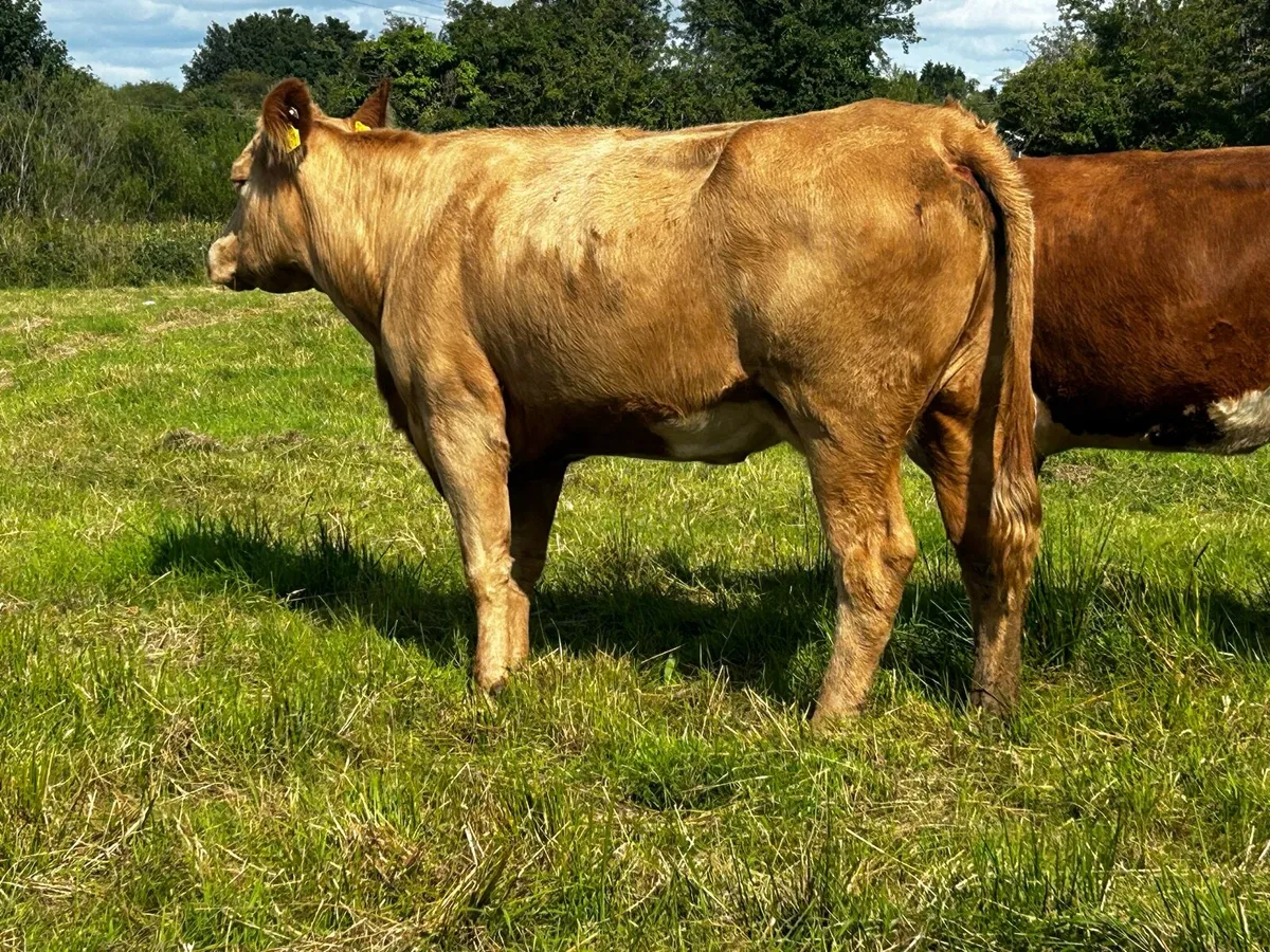 Super Charolais Cow & Calf Scanned Back In-Calf - Image 4